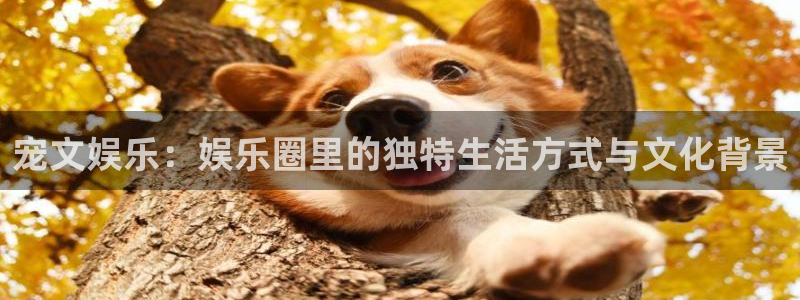乐游捕鱼：宠文娱乐：娱乐圈里的独特生活方式与文化背景